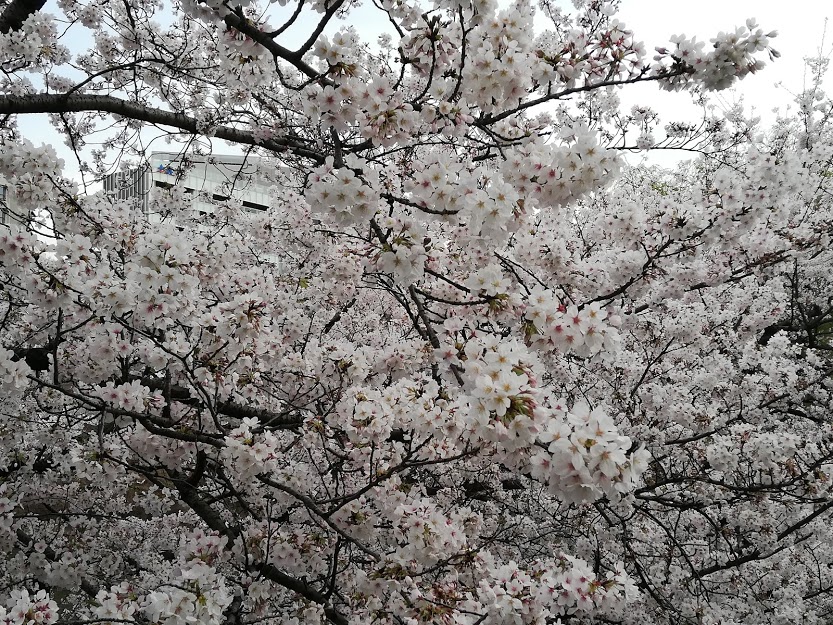 なんで勉強しないといけないの ドラマ ドラゴン桜 にヒントをもらう 校正まるめがね